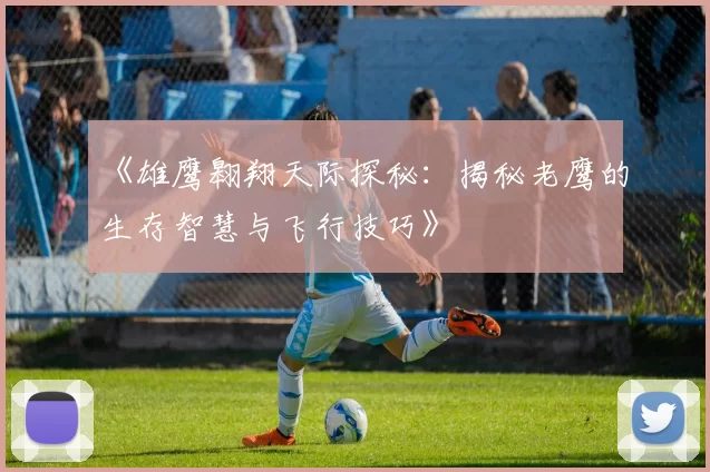 《雄鹰翱翔天际探秘:揭秘老鹰的生存智慧与飞行技巧》